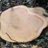 Sawn Timber logs/Teak Wood/Beech Round Logs South African Origin Available For Sale