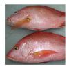 Frozen Red Sea Bream Fish Fillet Frozen Red Sea Bream Fish Fillet frozen red sea bream fish fillet for sale Blue spotted seabre