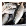 Good Quality Frozen Whole Yellow Tail Amberjack Scad Fish with Size 6-8KG 8-10KG