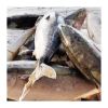 Good Quality Frozen Whole Yellow Tail Amberjack Scad Fish with Size 6-8KG 8-10KG