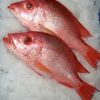 Frozen Red Sea Bream Fish Fillet Frozen Red Sea Bream Fish Fillet frozen red sea bream fish fillet for sale Blue spotted seabre