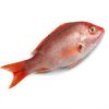 Frozen Red Sea Bream Fish Fillet Frozen Red Sea Bream Fish Fillet frozen red sea bream fish fillet for sale Blue spotted seabre