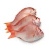 Frozen Red Sea Bream Fish Fillet Frozen Red Sea Bream Fish Fillet frozen red sea bream fish fillet for sale Blue spotted seabre