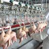 500BPH Halal Poultry S...