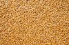 Rye - Organic Whole Rye Grain Berries - Wholesale Russian Rye Agricultural Crop