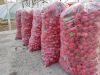 Fresh Red Radish Crisp...
