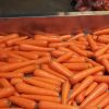 Manufacturers Provide Good Price Non-peeled Carrots Fresh Carrots For Sale