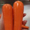 Manufacturers Provide Good Price Non-peeled Carrots Fresh Carrots For Sale