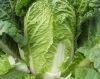 Fresh Celery Cabbage ,Celery Cabbage ,New Harvest Fresh Celery Cabbage Grade AA