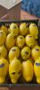 Fresh Lemon , Citrus L...
