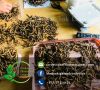 Cordyceps Sinensis