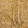 Best Selling Premium Quality Barley