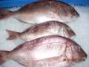 Red Sea Bream