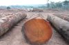 quality Teak Wood and ...