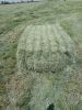 Rhodes Grass