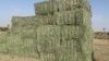 Rhodes Grass