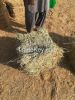 RHODES GRASS, WHEAT ST...