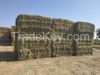 RHODES GRASS, WHEAT ST...