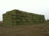 Top Quality Alfafa Hay for Animal Feeding Stuff Alfalfa / Alfalfa Hay / Alfalfa Hay Available 