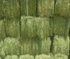 Top Quality Alfafa Hay for Animal Feeding Stuff Alfalfa / Alfalfa Hay / Alfalfa Hay Available 