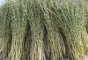 sesame seeds