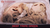 Beef tripe green - High quality (Eurocommerce Ltd)