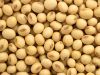 Soybeans | Non-GMO Soybeans