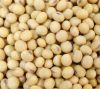 Soybeans | Non-GMO Soybeans