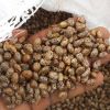 Castor  seed