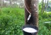 Rubber tree sheet