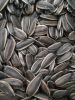 361 sunflower seeds