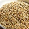 Pearl millet