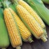 Yellow Corn Whole Seed