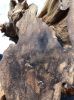 Agarwood chip, seeds, ...
