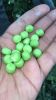 Wholesale Green Peas / Fresh Frozen Green Peas / Wholesale Fresh Peas 