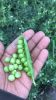 Wholesale Green Peas / Fresh Frozen Green Peas / Wholesale Fresh Peas 