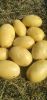 HOT OFFER !!!! NEW HARWEST FRESH POTATOS JUST 28/PKR PER KG