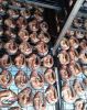 Fresh/smoked catfish,live snail and processed snail meat,cashew nuts,nuts,palm oil,etc
