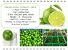 Seedless Lemons - Lime in Bulk