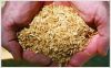 rice husk