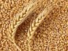 We sell grain of wheat, barley, corn originating in Russia.