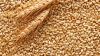 Export of wheat, barley, corn grain from Russia.