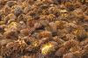 Indonesian palm oil Em...