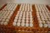 FRESH TABLE WHITE AND BROWN CHICKEN EGGS