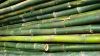 Bamboo Poles