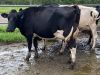 Holstein Heifers Cow