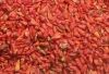 DRIED CHILLI PEPPER FR...