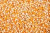 Yellow Corn - Maize