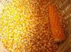 Yellow Corn - Maize