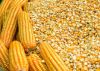 Animal Feed - Yellow Corn/Maize